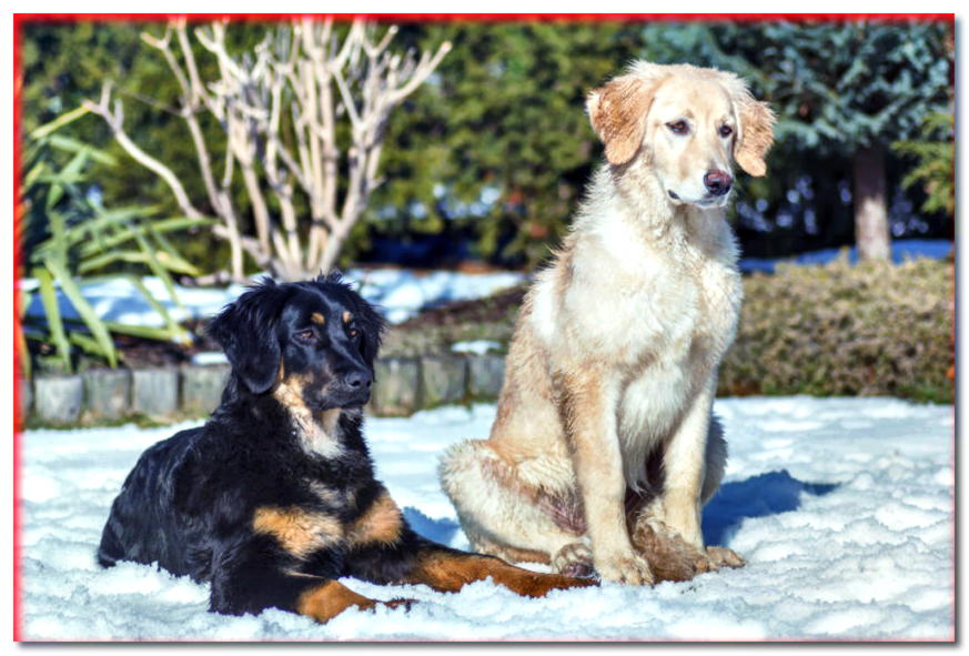 Dos cachorros de Hovawart en la nieve, uno yace, el otro se sienta