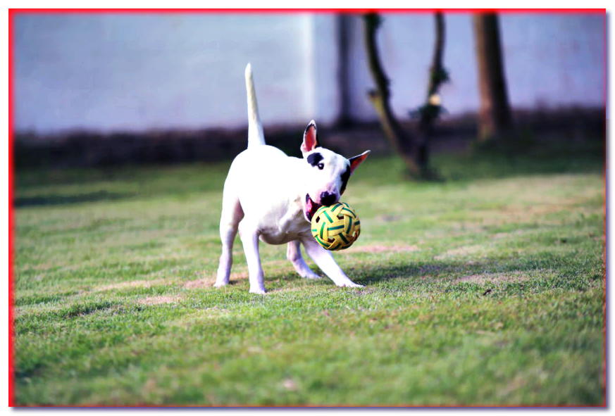 Bull terrier jugando con una pelota en el césped