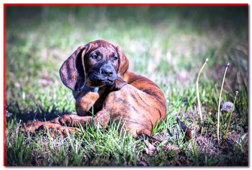 Cachorro de sabueso de Hannover tumbado en la hierba