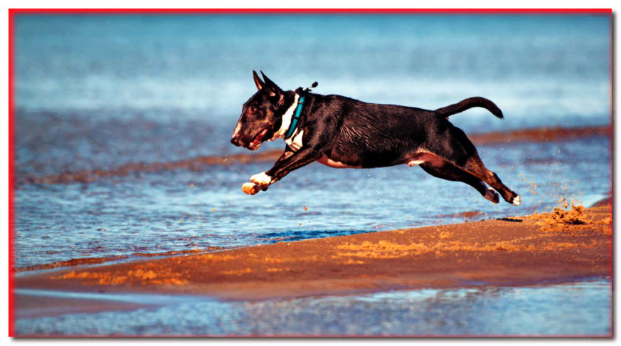 Bull terrier miniatura saltando a la orilla del mar