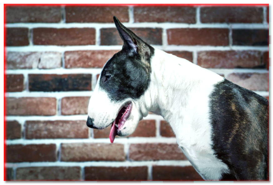Retrato de Bull Terrier de perfil