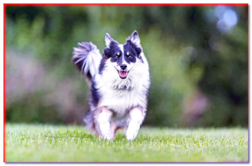 Perro Pastor islandés corriendo sobre la hierba