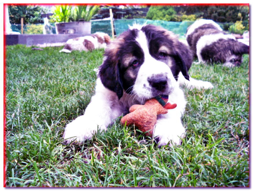Cachorro de mastín yace sobre la hierba con un juguete en la boca