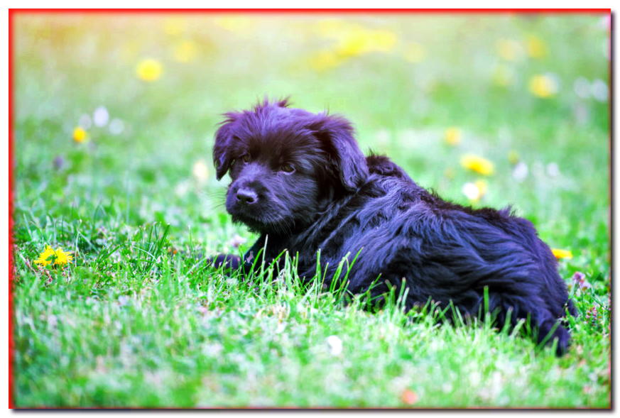 Cachorro Bergamasco tumbado en la hierba