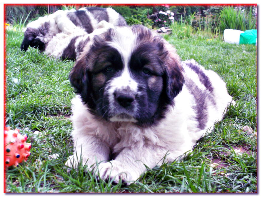 Cachorro de Mastín de los Pirineos tumbado en la hierba