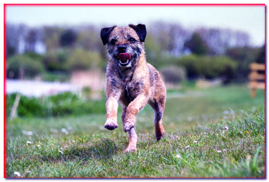Border terrier corriendo sobre la hierba
