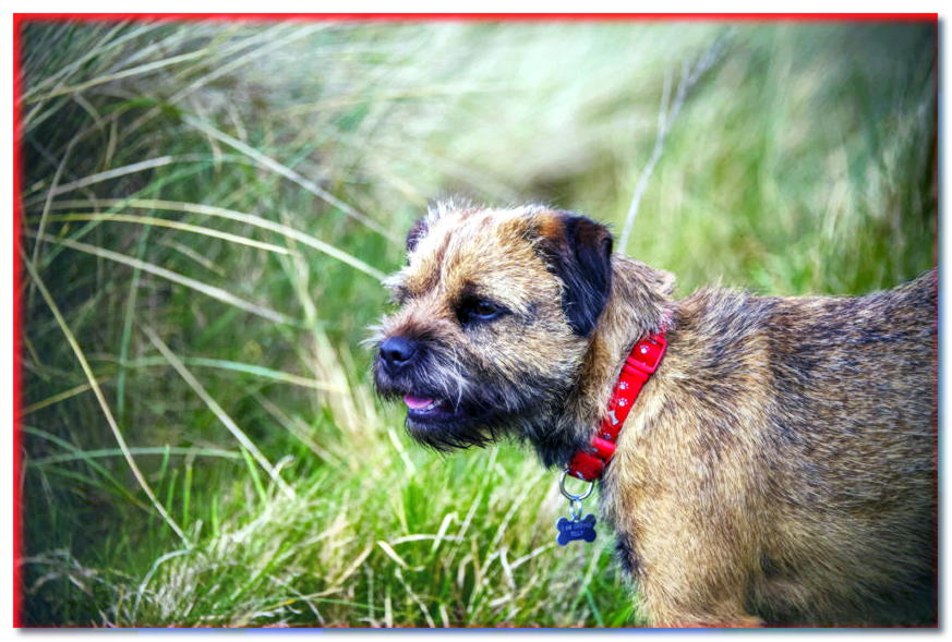 Retrato de un Border Terrier entre la hierba