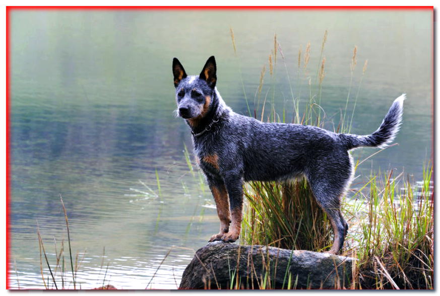 Perro pastor joven de pie junto al agua
