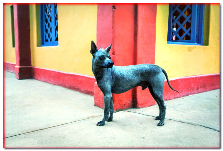 Un perro peruano desnudo se para frente a una casa en Perú