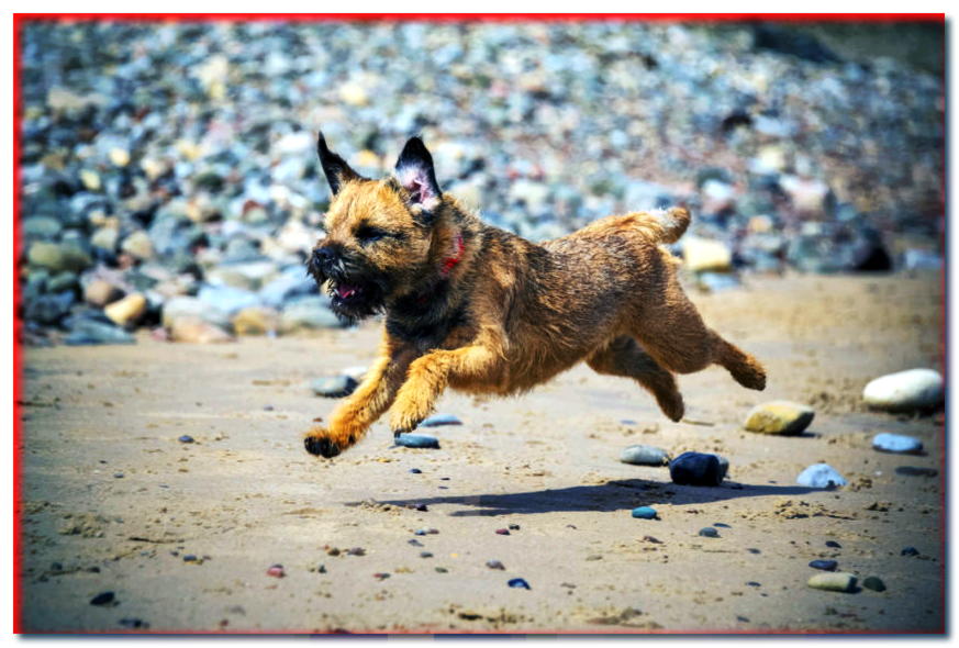 Border terrier montando en la playa