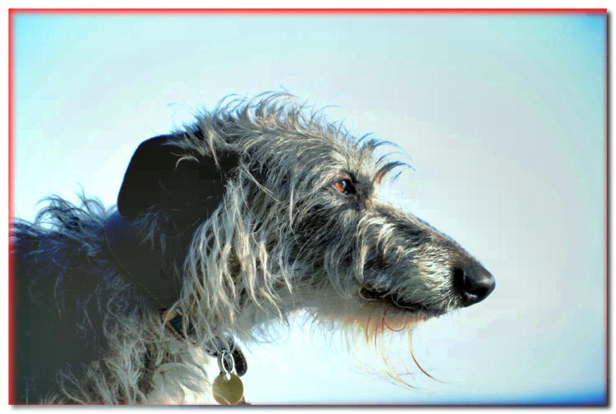 Retrato de perfil de Deerhound