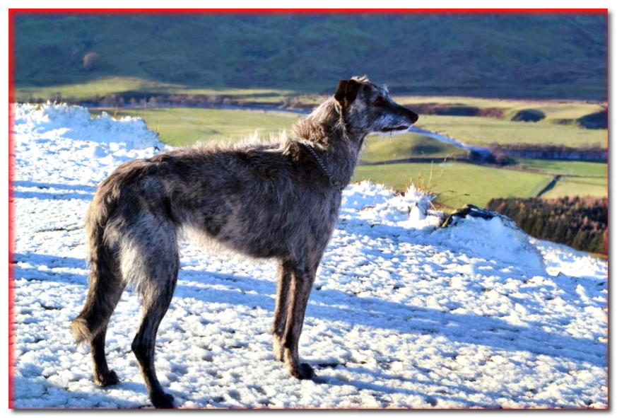 Deerhound se encuentra en una colina nevada