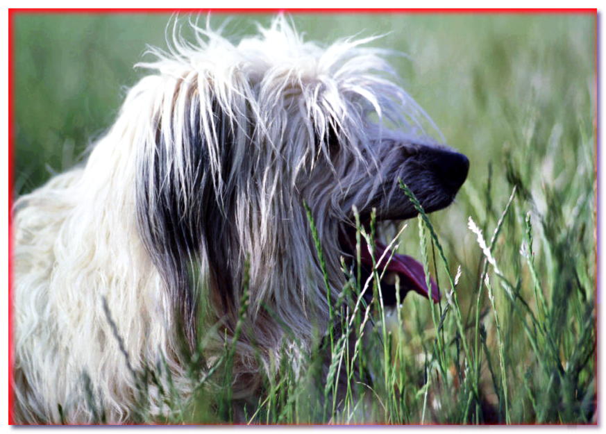 Retrato de un perro Pastor de los Pirineos de perfil