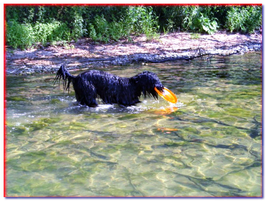 Perro Pastor Portugués en agua con frisbee en los dientes