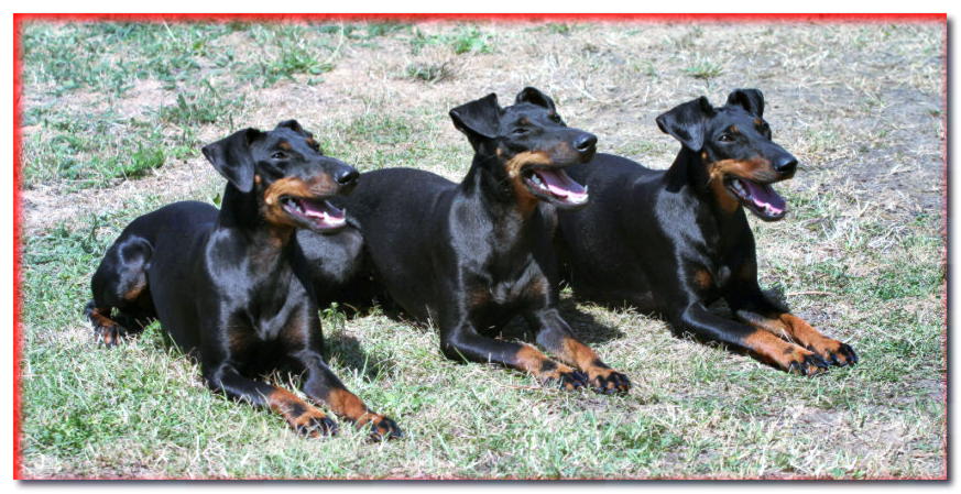 Tres terriers de Manhster acostados