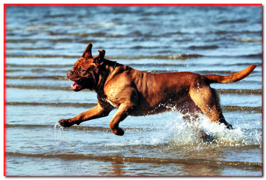 Dogo de Burdeos corre sobre el agua cerca de la orilla