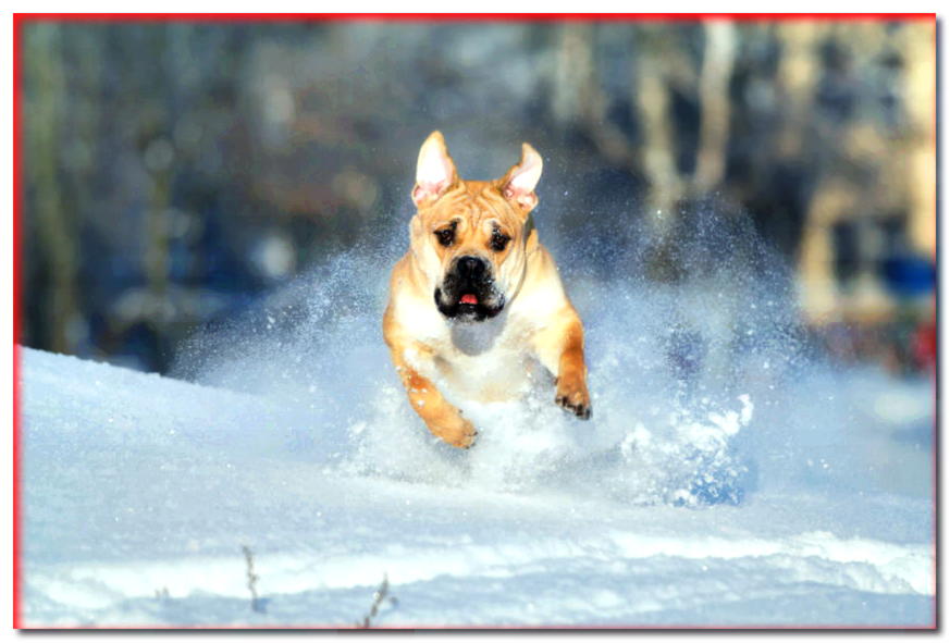 Perro mallorquín galopa en la nieve al fotógrafo