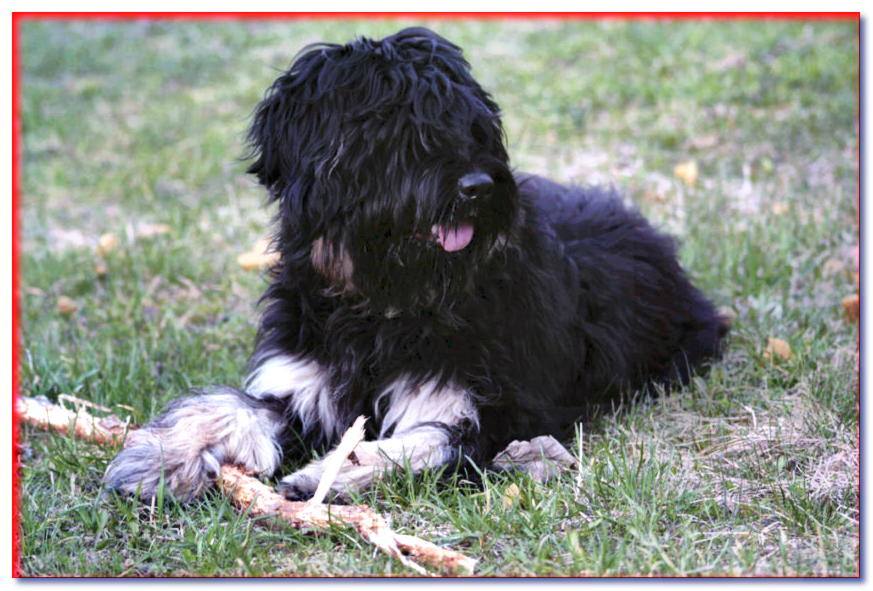 Perro pastor portugués se encuentra con un palo en la hierba