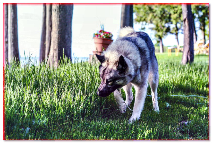 Gray Elhund oliendo hierba en un paseo