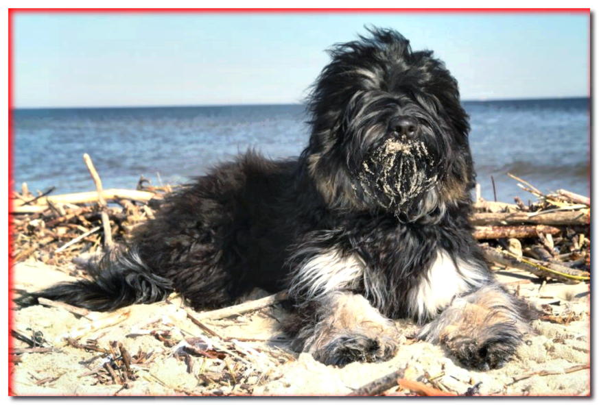 Perro Pastor Portugués tumbado en la playa