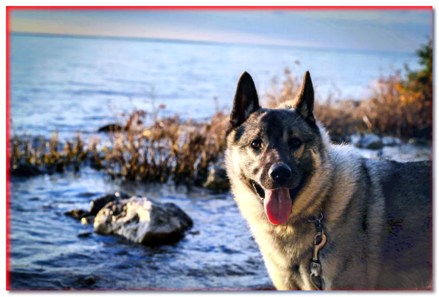 Retrato de un elhund gris por el agua