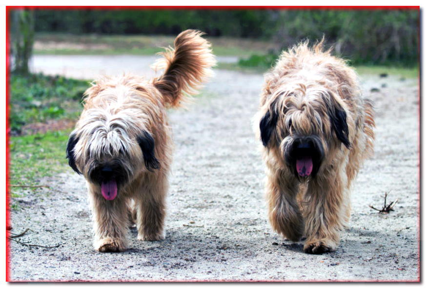 Dos perros pastores catalanes caminando por la carretera