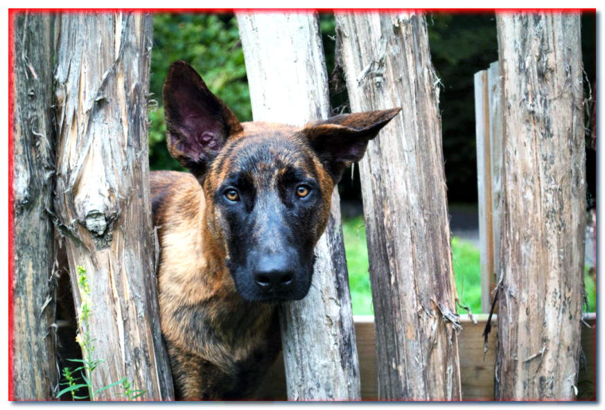 Cachorro de pastor holandés que mira a escondidas en un agujero en la cerca