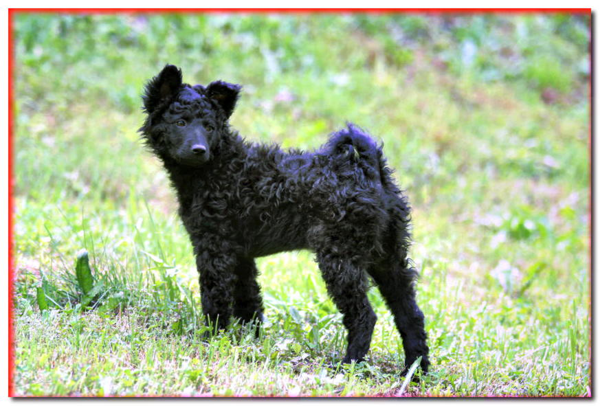 Cachorro de pastor croata de pie sobre la hierba