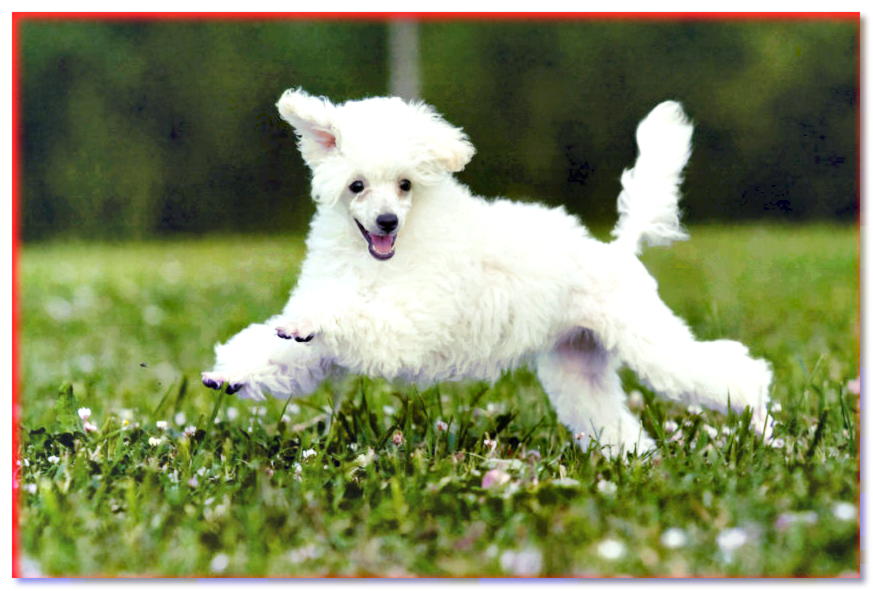 Caniche blanco corriendo sobre la hierba