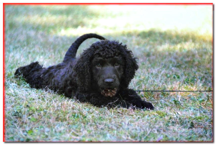 Cachorro de Spaniel de agua irlandés tumbado en la hierba