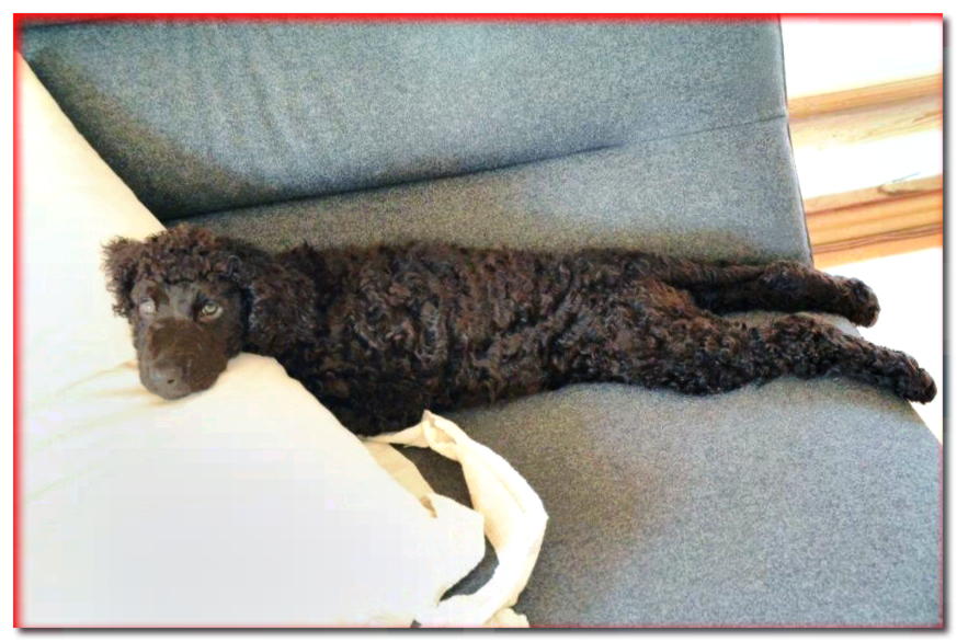 Cachorro de spaniel de agua irlandés acostado en el sofá