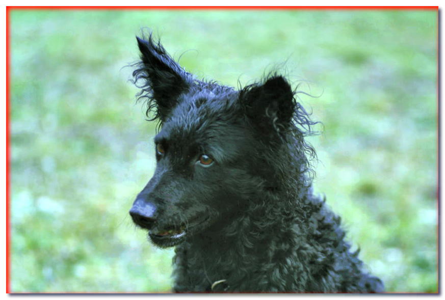 Retrato de perro pastor croata