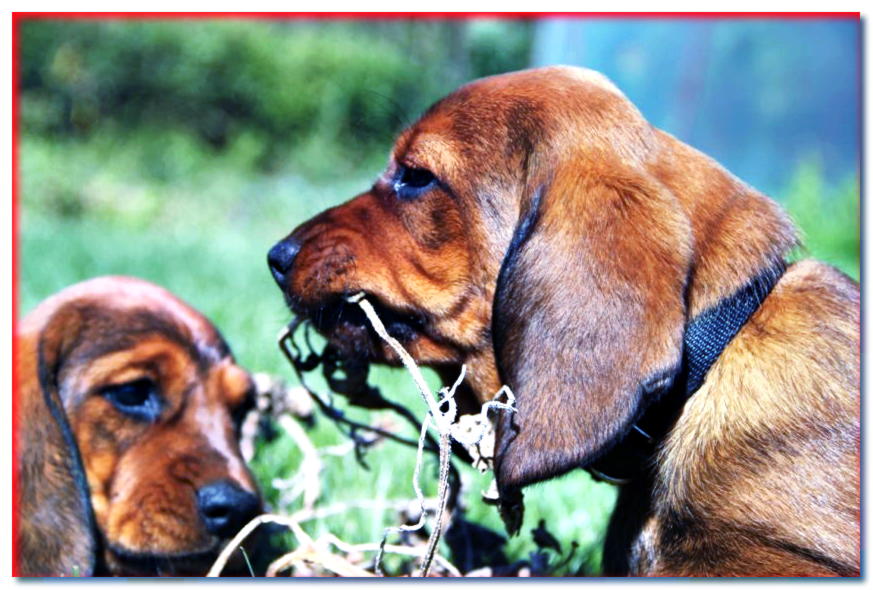 Retrato de cachorros de teckel alpino