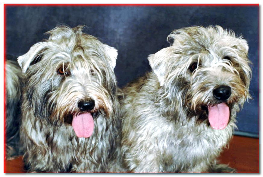 Retrato de dos terriers Glen of Imaal