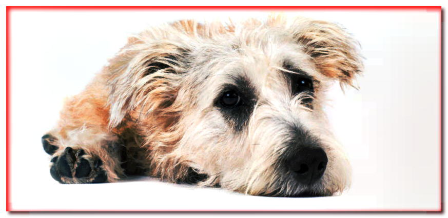 Retrato de Wheat Valley Imaal Terrier sobre fondo blanco.