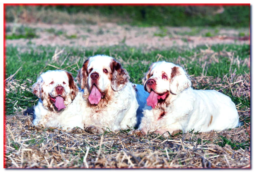 Tres Clumber Spaniels se encuentran en pasto seco