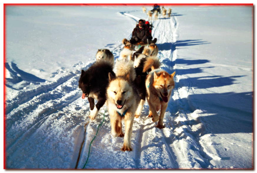 Equipo de perros de Groenlandia