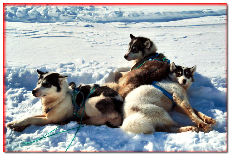 Perros de Groenlandia descansando en la nieve.