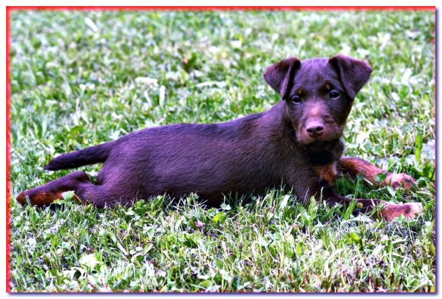 Cachorro jagdterrier chocolate tirado en la hierba