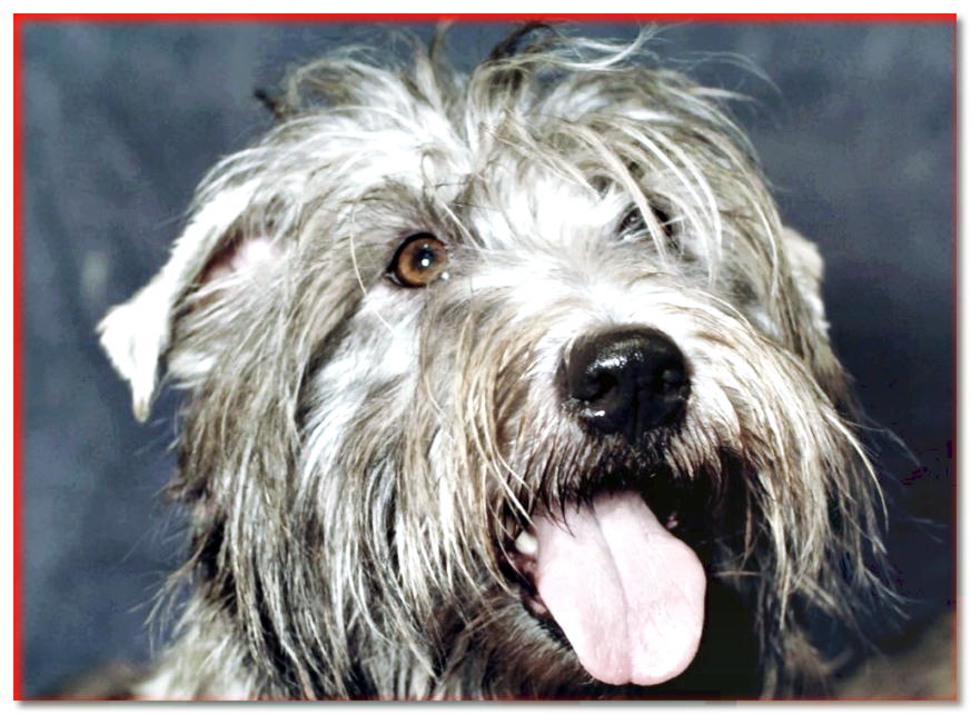 Retrato de Hollow Imaal Terrier