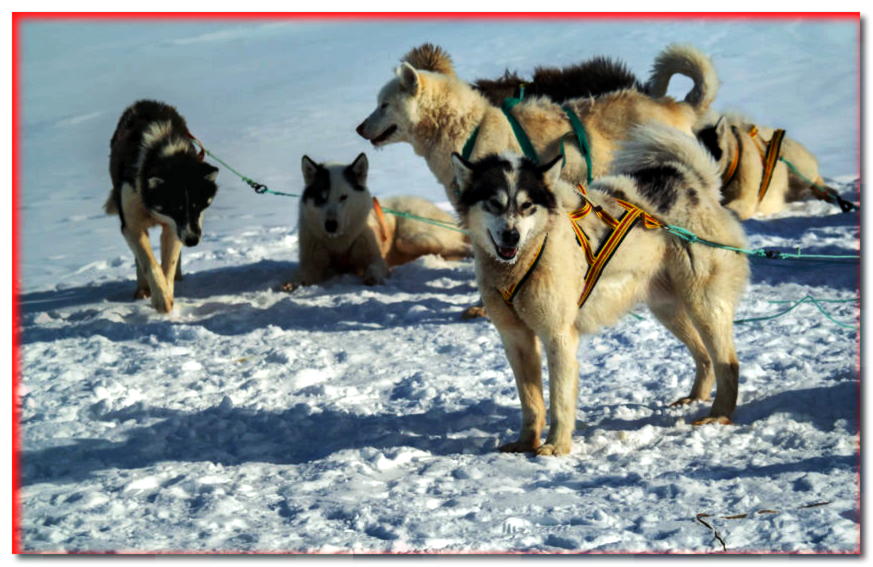 Un grupo de perros de Groenlandia enjaezados a un trineo.