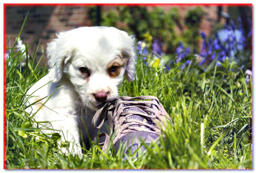 Cachorro Clumber Spaniel mordiendo un zapato