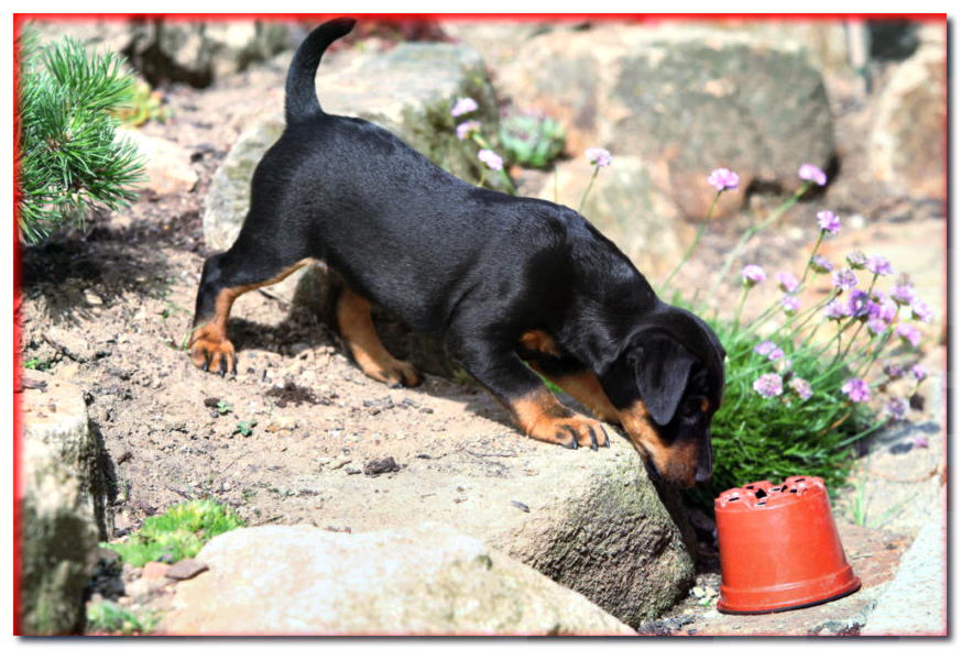 Cachorro Jagdterrier de pelo corto deambula por el jardín