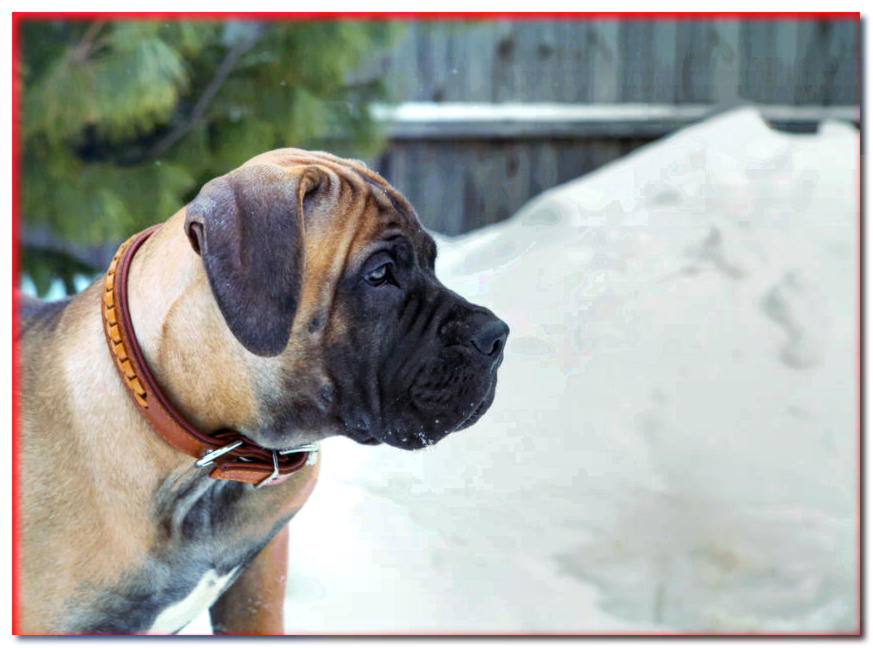 Retrato de un cachorro Boerboel de perfil