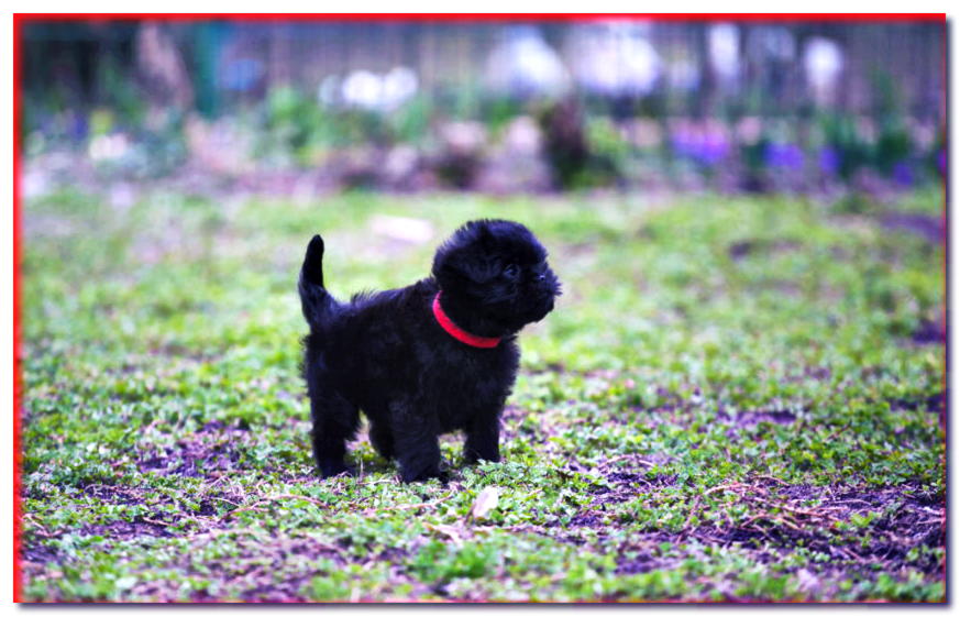 Cachorro Affenpinscher en la hierba