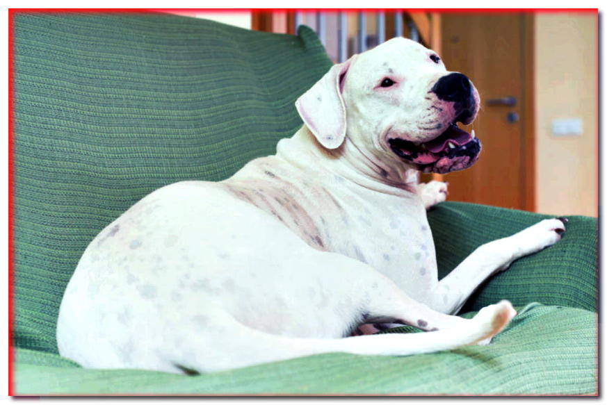 Dogo argentino sonriente acostado en el sofá