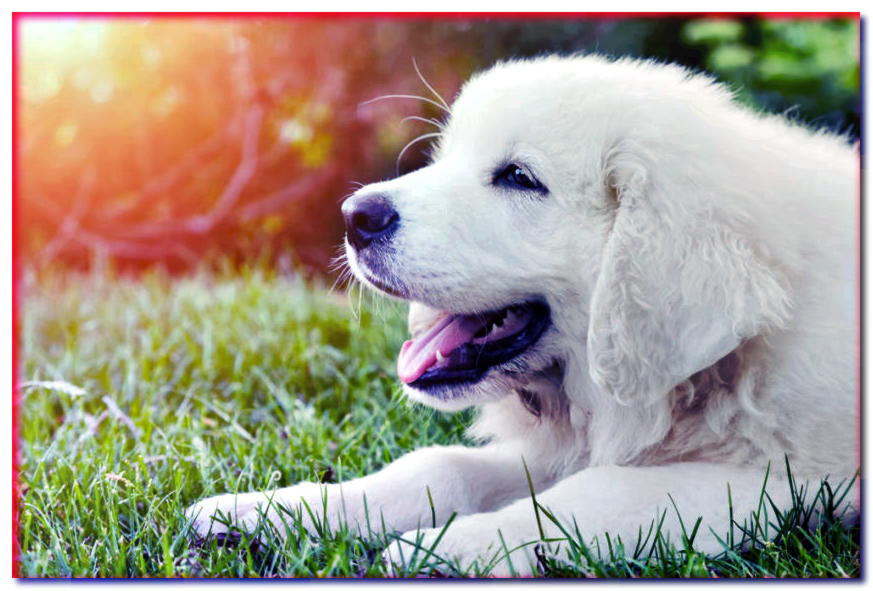 Retrato de cachorro montañés en la hierba