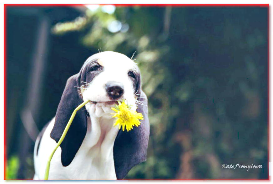 Retrato de un beagle de montaña de Berna con una flor en la boca