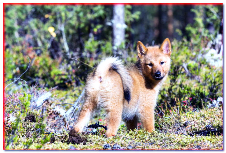 Cachorro de Pomerania finlandés en el bosque