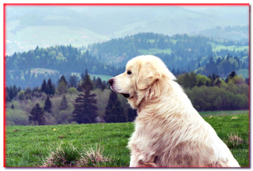 Tatra Shepherd Dog mira a lo lejos con el telón de fondo de las montañas